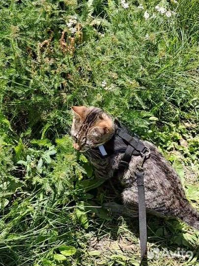 Отдам котенка