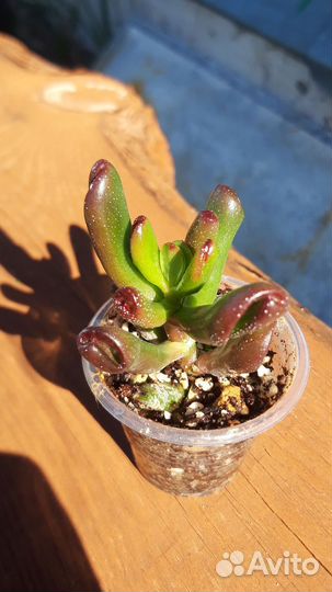 Суккуленты 3