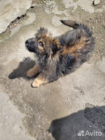 Собака в добрые руки щенок