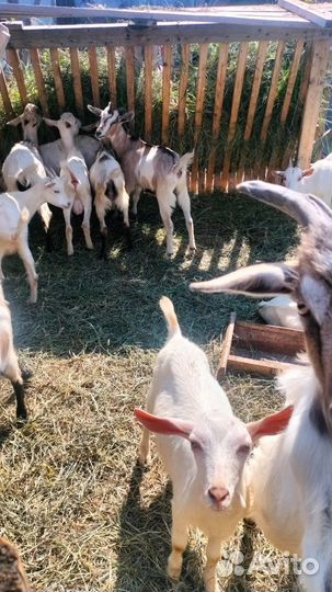 Козлята