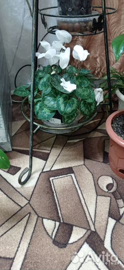 Комнатные растения цветы большие