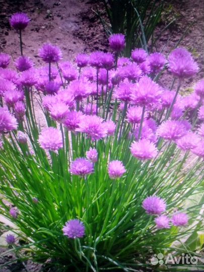 Лук-слизун, лук шнитт, ревень, черемша