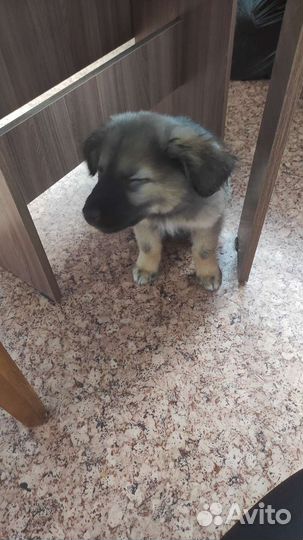 Отдам в добрые руки