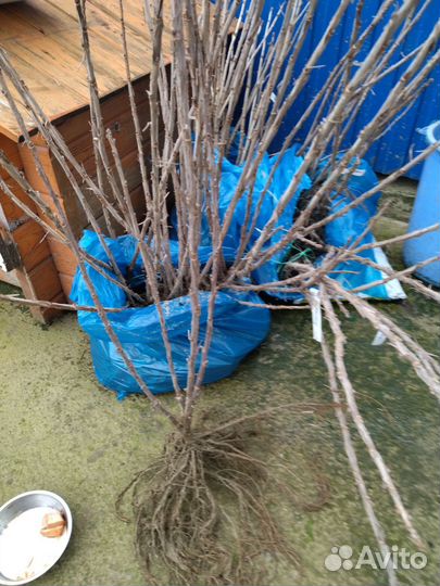 Саженцы смородины