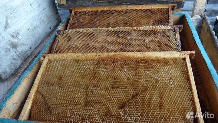 Соты пчелиные 435*230мм