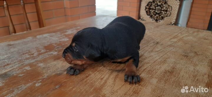 Щенки добермана