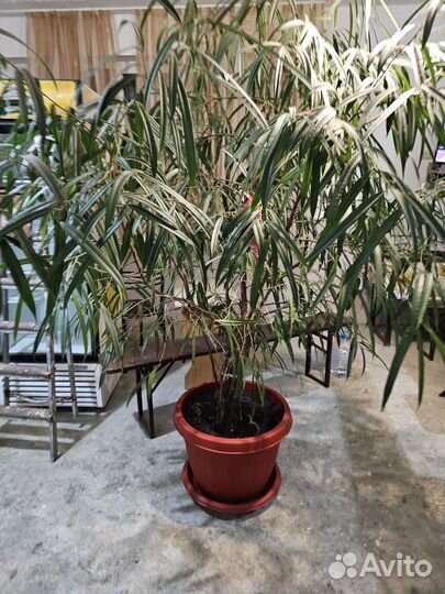 Фикус ивовидный