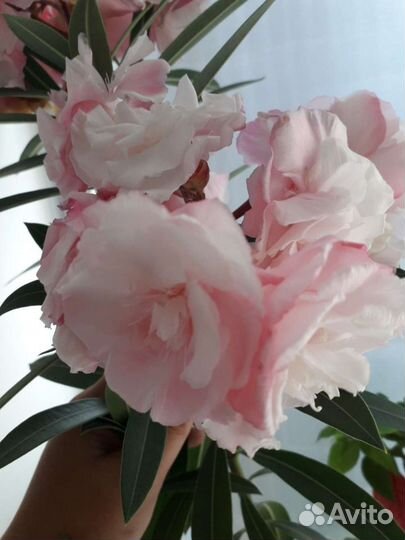 Олеандр розовый махровый