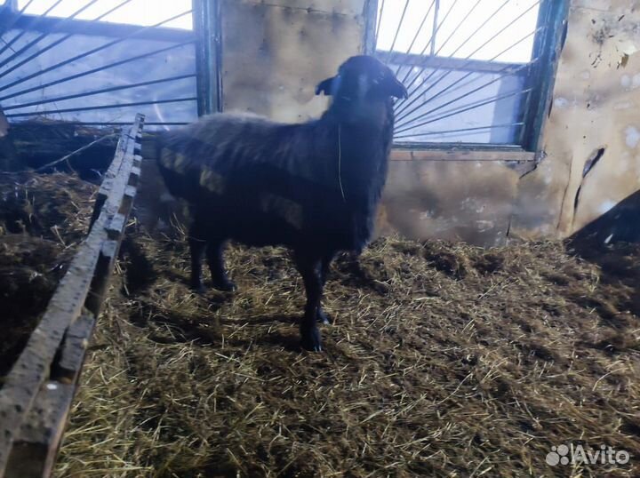 Овцы и бараны