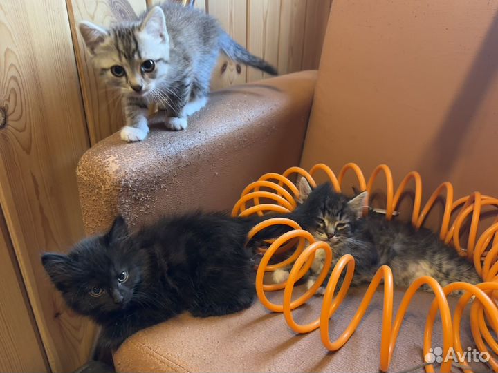 Котята в добрые руки бесплатно