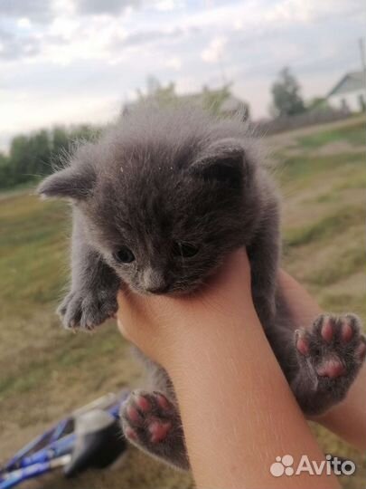 Шотландец вислоухий