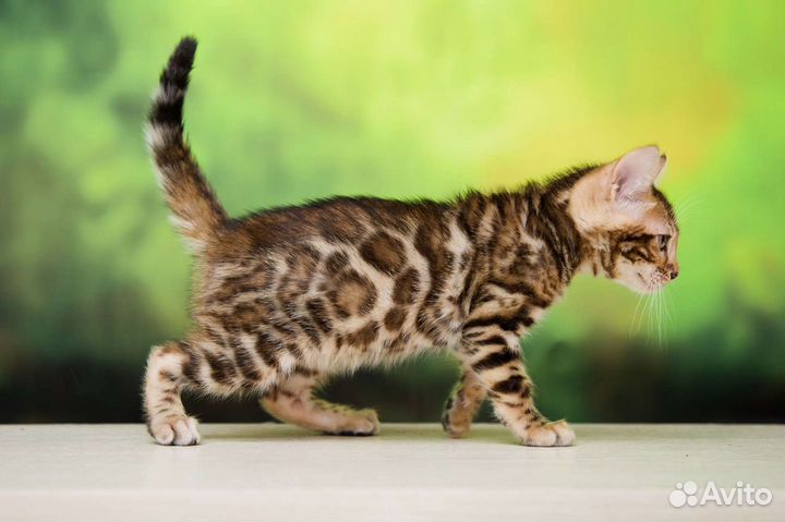 Бенгальская кошечка