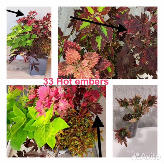 Колеусы вегетативные и семенные