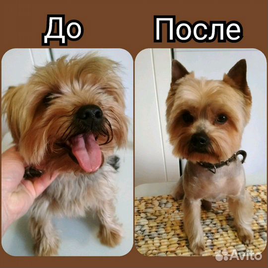 Стрижка собак