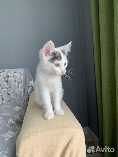 Кошка