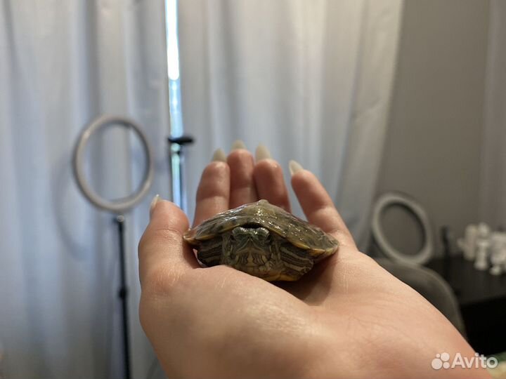 В добрые руки