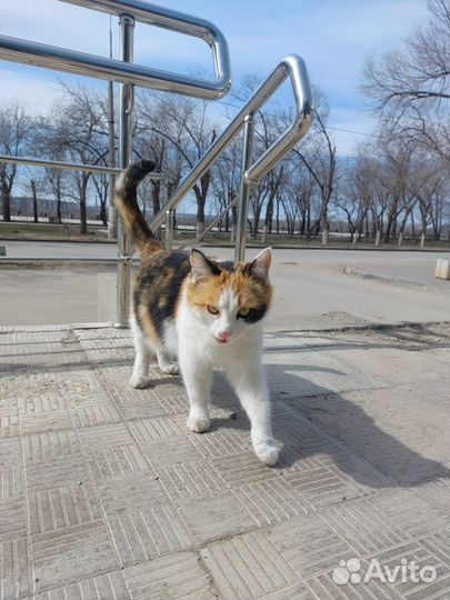 Кошечка