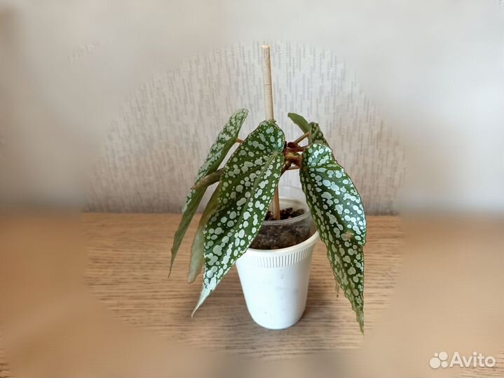 Бегония White ice