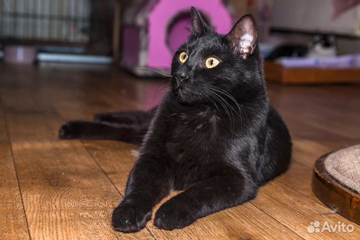 Кошка Элис