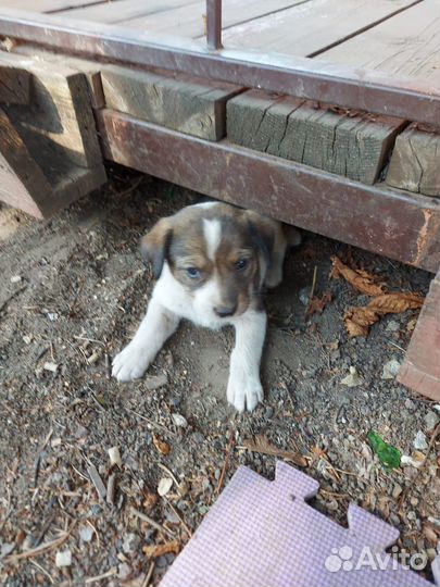 Щенки в добрые руки