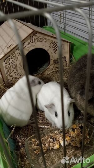 Продам морских свинок -Калифорнийский Тедди