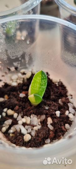 Суккулент. Гастерия вариегатная