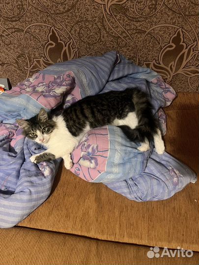 Передержка домашних животных