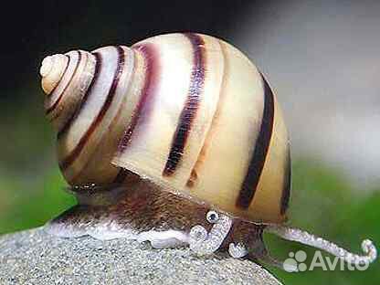 Улитки Ампулярии цветные