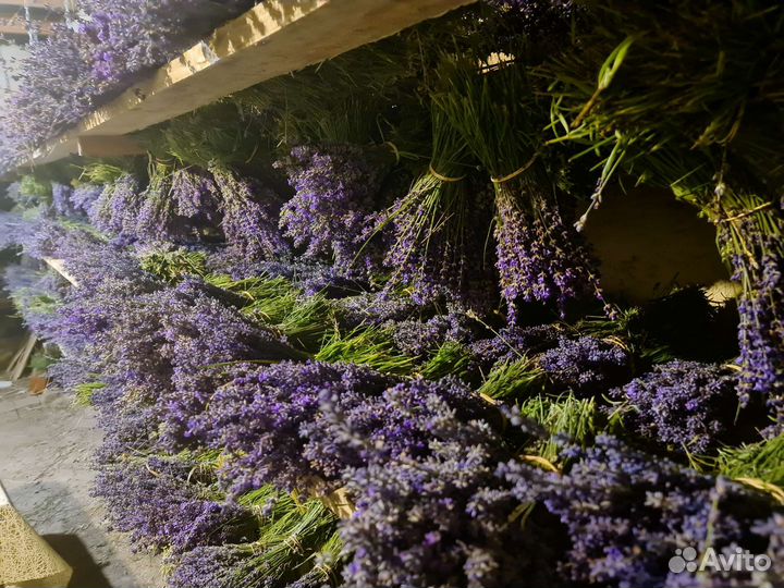 Лаванда сухоцвет