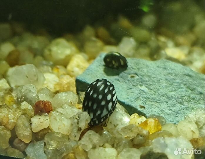 Улитка теодоксус