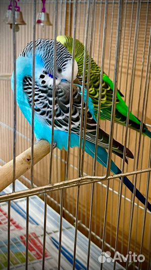 Передержка животных на время отпуска