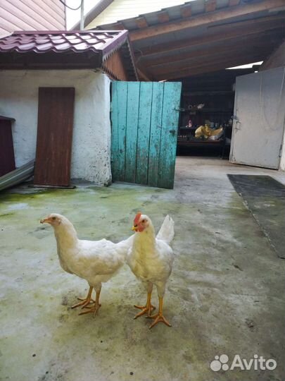 Куры молодки