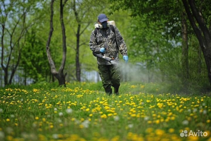 Уничтожение клопов тараканов лечение растений