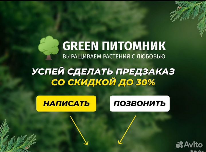 Туя смарагд 2 метра