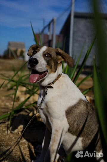 Собака Бонька