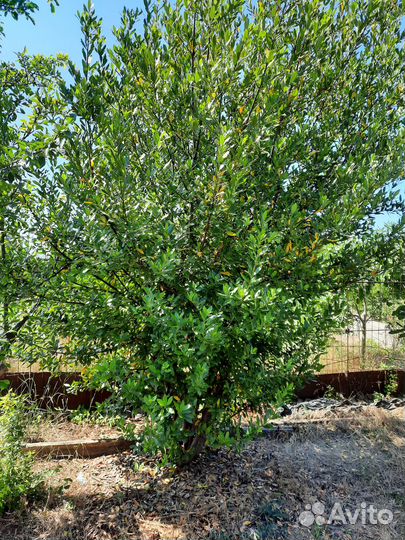 Лавровый лист