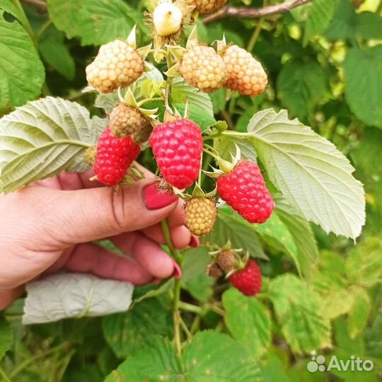 Малина свежая, Ежевика