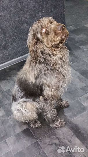Дратхаар вязка