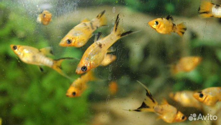 Моллинезия