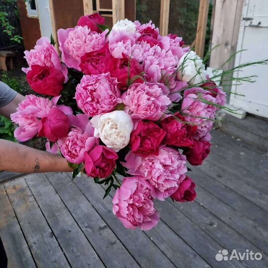 Пионы срезка