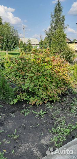 Саженцы желтой сливы