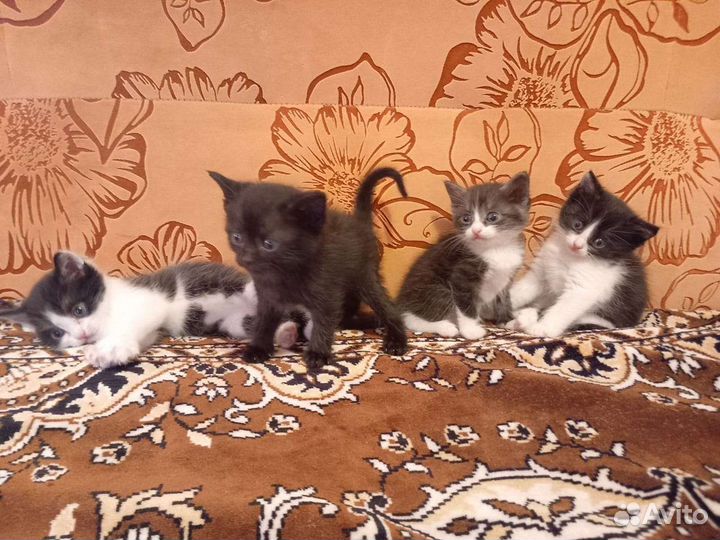 Отдам котят в добрые руки
