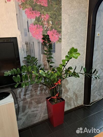 Замиокулькас