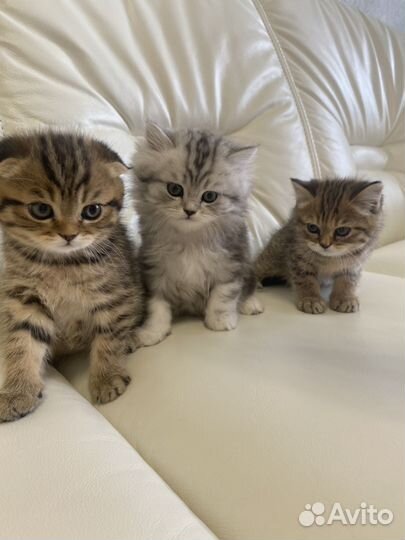 Шотландская