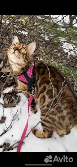 Бенгальские котята