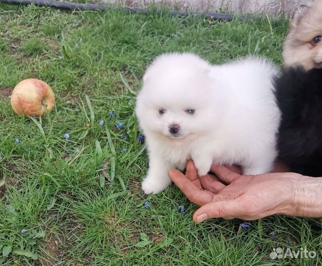 Померанский шпиц