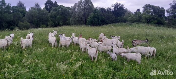 Молодые козлики от молочных коз, молодые козы