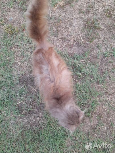 Шотландская вислоухая кошка