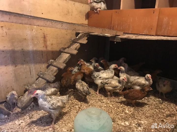 Куры молодки