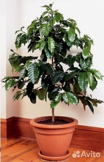 Кофе Арабика